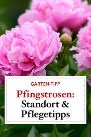 Gesunde & robuste pflanzen für ihren garten: Pfingstrosen Im Garten Der Beste Standort Und Servus Pfingstrosen Garten Pfingstrosen Pflanzen Garten Anpflanzen