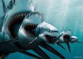 Big Fish Eats Little Fish Google Search Balinalar En Buyuk Kopek Megalodon