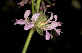 Image result for Dicliptera sp. B