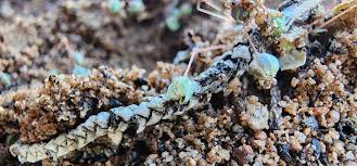 Image result for Hypertelis umbellata