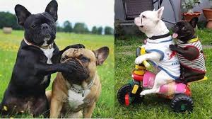 Look at pictures of french bulldog puppies who need a home. 550 French Bulldog Names With Definitions Pethelpful By Fellow Animal Lovers And Experts