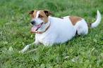 Danish-Swedish Farmdog - American Kennel Club