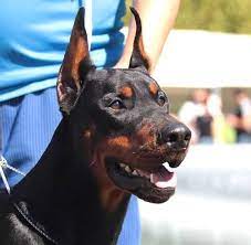 2021 satilik doberman fiyatlari panosundaki pin