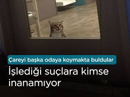 Abd Houston Daki Bir Hayvan Barinaginda Quilty Adli 7 Yasindaki Kedi Surekli Kafesleri Acarak Diger Kedileri Ozgur Birakiyordu Kedi Hayvan Kurtarma Houston