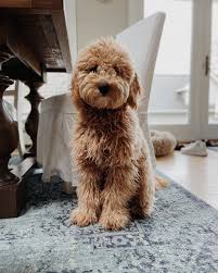 Best Goldendoodle Generations F1 F1b F1bb F2 F2b F3 We Love Doodles