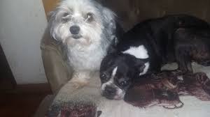 Here at best friends animal clinic, the doctors and staff will take care of your pet just like it was our very own. Prague Veterinary Clinic 700 E Main St Prague Ok 74864 Yp Com