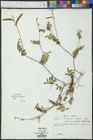 Image result for Tephrosia aequilata