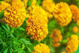 Time Of The Year To Plant Marigolds Mosquito Repelling Plants Plants Growing Marigolds