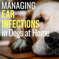 Rub the cotton ball over the hair that has wax in it. How To Treat A Dog S Ear Infection When You Can T See A Vet Pethelpful