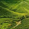 Ladang teh boh sungai palas, cameron highlands. 1