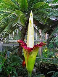 It's time you give a twist in your life and get into the tropical sensation with our exotic plants and flowers visit us! Https Www 1800flowers Com Blog Floral Events News New York Botanical Garden Corpse Flower Rare Flowers Corpse Flower Corpse Flower Bloom