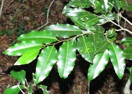 Image result for Drypetes