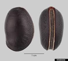 Image result for Physostigma