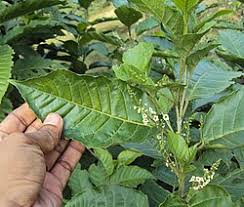 Image result for Maesa lanceolata