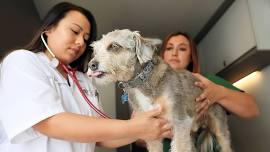 Cypress, CA – Dog dental cleaning