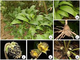 Image result for Hypoxidaceae