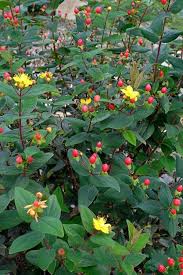 Image result for Hypericum