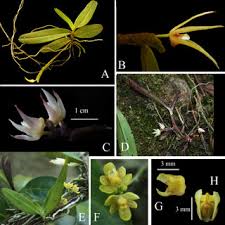 Image result for Thesium pygmaeum