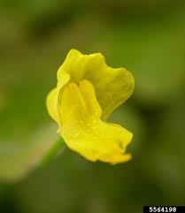 Image result for Utricularia gibba