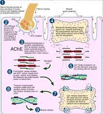 Skeletal Muscle Contraction Smooth Muscle Contraction Cascade Basic Anatomy And Physiology Physiology Human Anatomy And Physiology