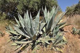 アガベ Agave の育て方 増やし方 ゆるぷ