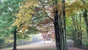 The swag inn waynesville sihtnumber 28785. The Swag Home Facebook