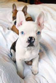 We'll safely and securely deliver your new pup while. 11 Der Besten Mischlinge Aus Franzosischen Bulldoggen