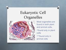 Are present in eukaryotic cells but absent in prokaryotic ones. Cells Simple Prokaryotes Do Not Have A Nucleus Do Not Have Membrane Bound Organelles Bacteria Complex Eukaryotes Have A Nucleus Have Membrane Ppt Download