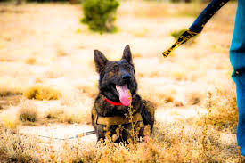 It is agreed the place of venue shall be in flagstaff, arizona. German Shepherd Puppies Flagstaff Az Bmo Show