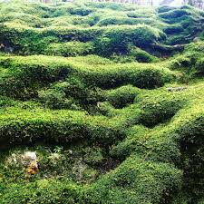 Pin By A B On Moos Garden Instagram Posts Instagram Farmland