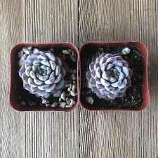 Image result for Humularia minima