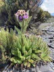Image result for Subularia monticola