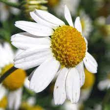 German Chamomile Seeds For Sale Herb Seeds Chamomile Seeds Plants Herb Seeds