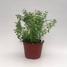 Image result for Pilea microphylla