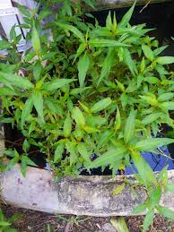 Daun sambung nyawa, atau yang dikenal juga sebagai daun dewa, dipercaya memiliki banyak manfaat untuk kesehatan. Tanamsendiri Com Grow Your Own Kesum Herba Dan Perisa Yang Diabaikan