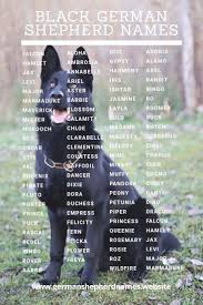 Thinkpup Shop Redbubble German Shepherd Names Black German Shepherd Black German Shepherd Puppies