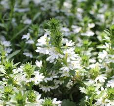 Image result for foto Vějířovka