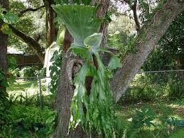 Image result for Platycerium