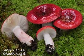 Image result for Russula polyphylla