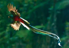 Esta es el ave nacional, con un plumaje de color verde, con reflejos de diferentes colores. El Quetzal Ave Nacional De Guatemala Deguate Com