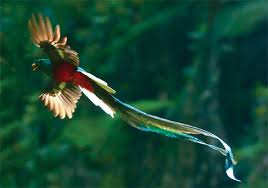 La del color blanco debe ir en el medio y los azules en los extremos. El Quetzal Ave Nacional De Guatemala Deguate Com