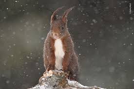 Wildlife Photographer Of The Year Lumix People S Choice Award Under The Snow By Audren Morel France Unafraid Of The Snowy Blizzard This Squirrel Came To Visit Audren As He Was Taki Wildlife Photography Wildlife Pictures