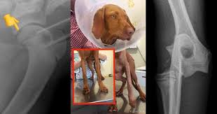 Over all, most bone cancer tumours usually grow in the dog's leg bones. 20 Causes Of Lameness Limping In Dogs Walkerville Vet