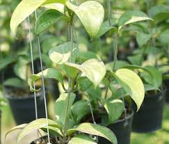 Easy hoya care, fertilize during summer, provide good drainage, do not overwater, bright indirect light, keep a little root bound. Hoya Sp Aff Merrillii Red Leave