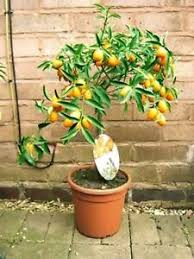 The most complex and flavorful of citrus, they are correspondingly difficult to grow, as a new type of hybrid mandarin with red flesh like a blood orange, marketed as ruby tango, is large and mostly orange on the outside, peels fairly. Stand Mature Scent Kumquat Citrus Orange Fruit Indoor Tree House Plant In Pot Ebay