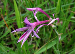 Image result for Radinosiphon leptostachya