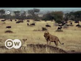 Serengeti Dogal Yasam Parkinin Gelecegi Tehlikede Dw Turkce Youtube