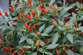 The bolivian rainbow, capsicum annuum from bolivia, beautiful looking plant that gets its name from the colours, purple, yellow, orange through to red looks. Chili Bolivian Rainbow Chili Pflanze Aus Nachhaltigem Anbau Gemuse Garten Seleo Gr
