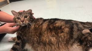 Search for cats for adoption at shelters near philadelphia, pa. Philadelphia Pet Adoption 29 Pound Cat Lasagna Looking For Home To Help Her Lose Weight 6abc Philadelphia