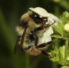 Image result for Bombus sylvarum